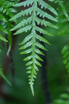 Sivun Pteris epaleata D. J. Ohlsen kuva