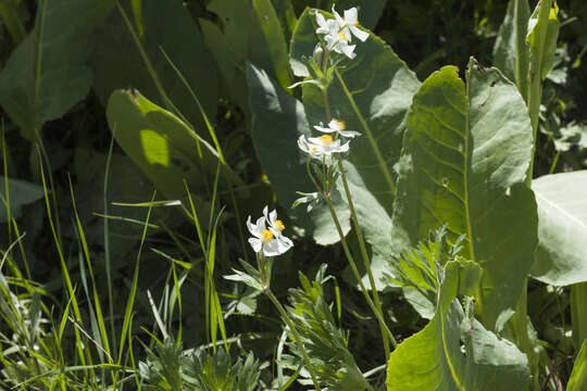 Anemonastrum protractum (Ulbrich) Holub的圖片