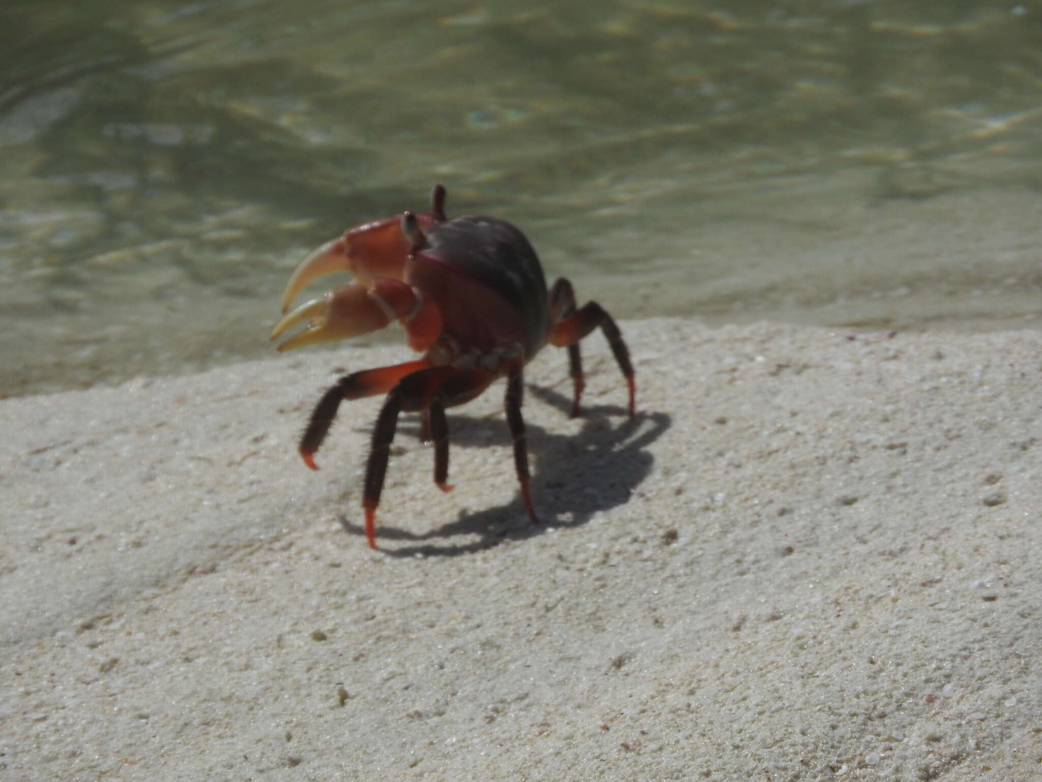 Image of brown land crab