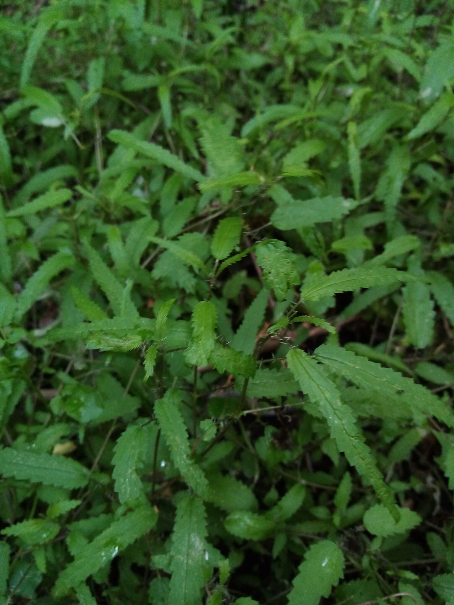 Image of Urtica perconfusa Grosse-Veldm. & Weigend