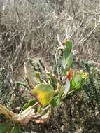 Imagem de Heliophila linearis var. reticulata (Eckl. & Zeyh.) Marais