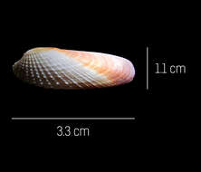 صورة Petricolaria cognata (C. B. Adams 1852)