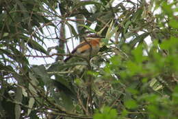 صورة Batis capensis hollidayi Clancey 1952