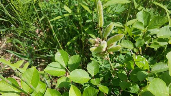 صورة Lupinus perennis subsp. perennis