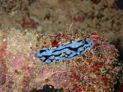 Image of Phyllidia exquisita Brunckhorst 1993