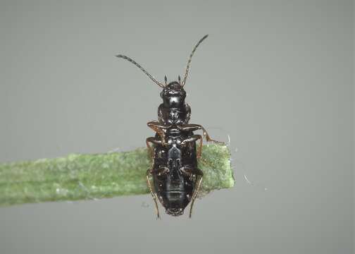 Image of Carabidae