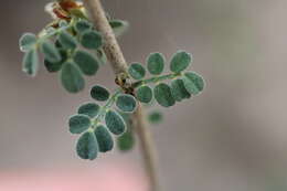 Слика од Dalea scandens (Mill.) R. T. Clausen