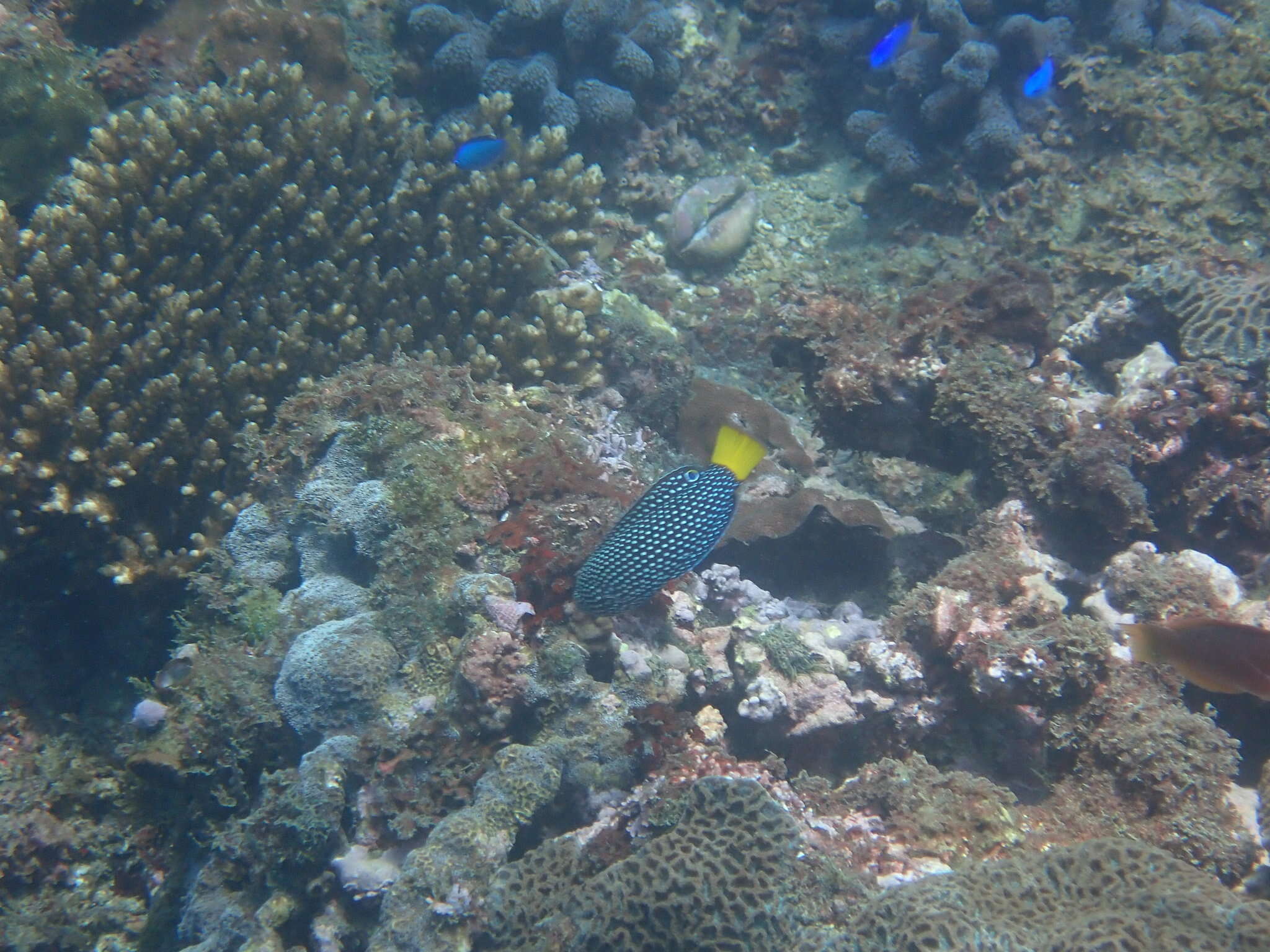 Image of Dotted Wrasse