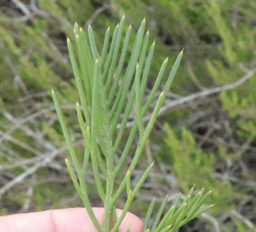 Image of Hakea drupacea (C. F. Gaertn.) Roem. & Schult.