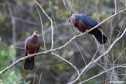 صورة Columba vitiensis hypoenochroa (Gould 1856)