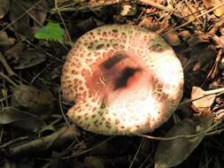 Image of Lepiota decorata Zeller 1929