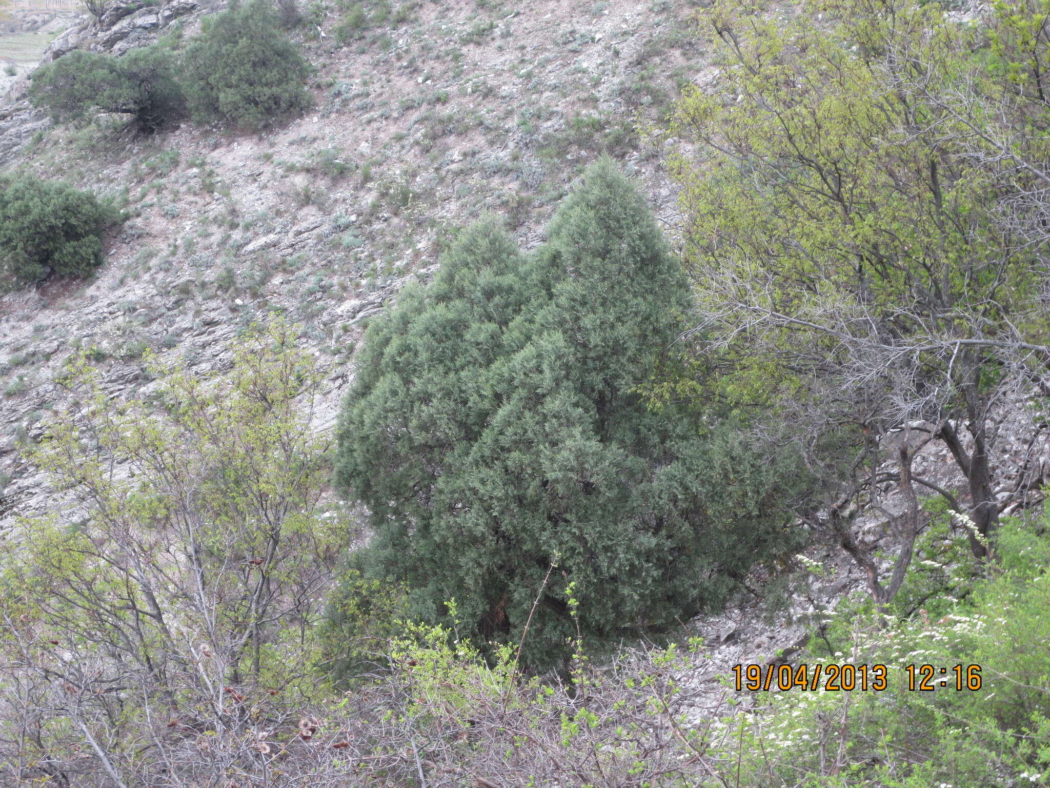 Plancia ëd Juniperus excelsa subsp. polycarpos (K. Koch) Takht.