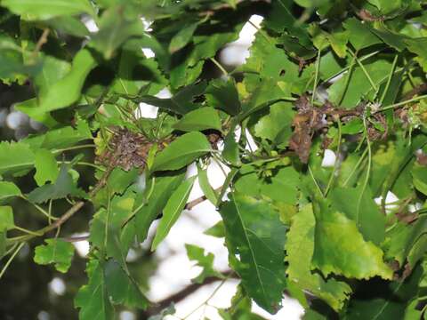 Cordia caffra Sond. resmi