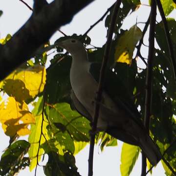 Image of Seram Imperial Pigeon