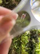 Image of forest bonnet orchid