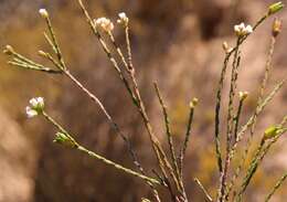 Image of Macrostylis cassiopoides subsp. cassiopoides