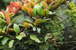 Image of <i>Codonanthopsis crassifolia</i>