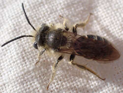 Image of Andrena cressonii cressonii Robertson 1891