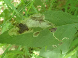 Imagem de Calycomyza flavinotum Frick 1956