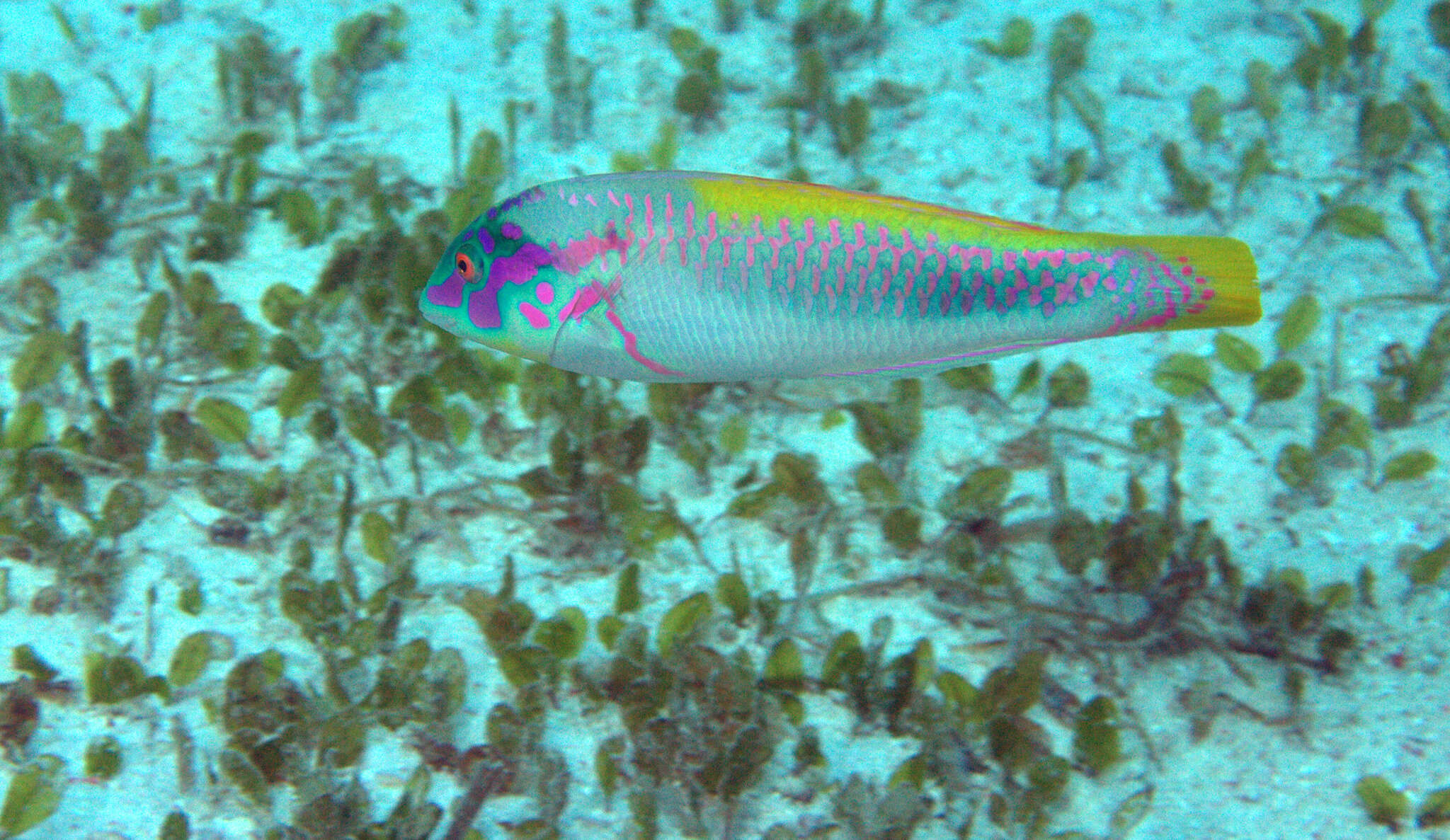 Image of Brownbanded wrasse