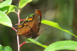 Слика од Polygonia haroldi Dewitz 1877