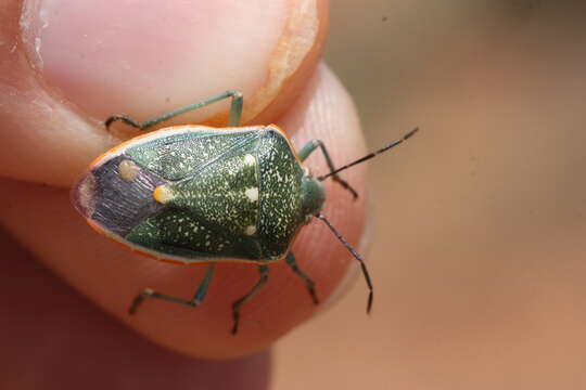 Image of Say's Stink Bug