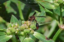 Image of Potter wasp