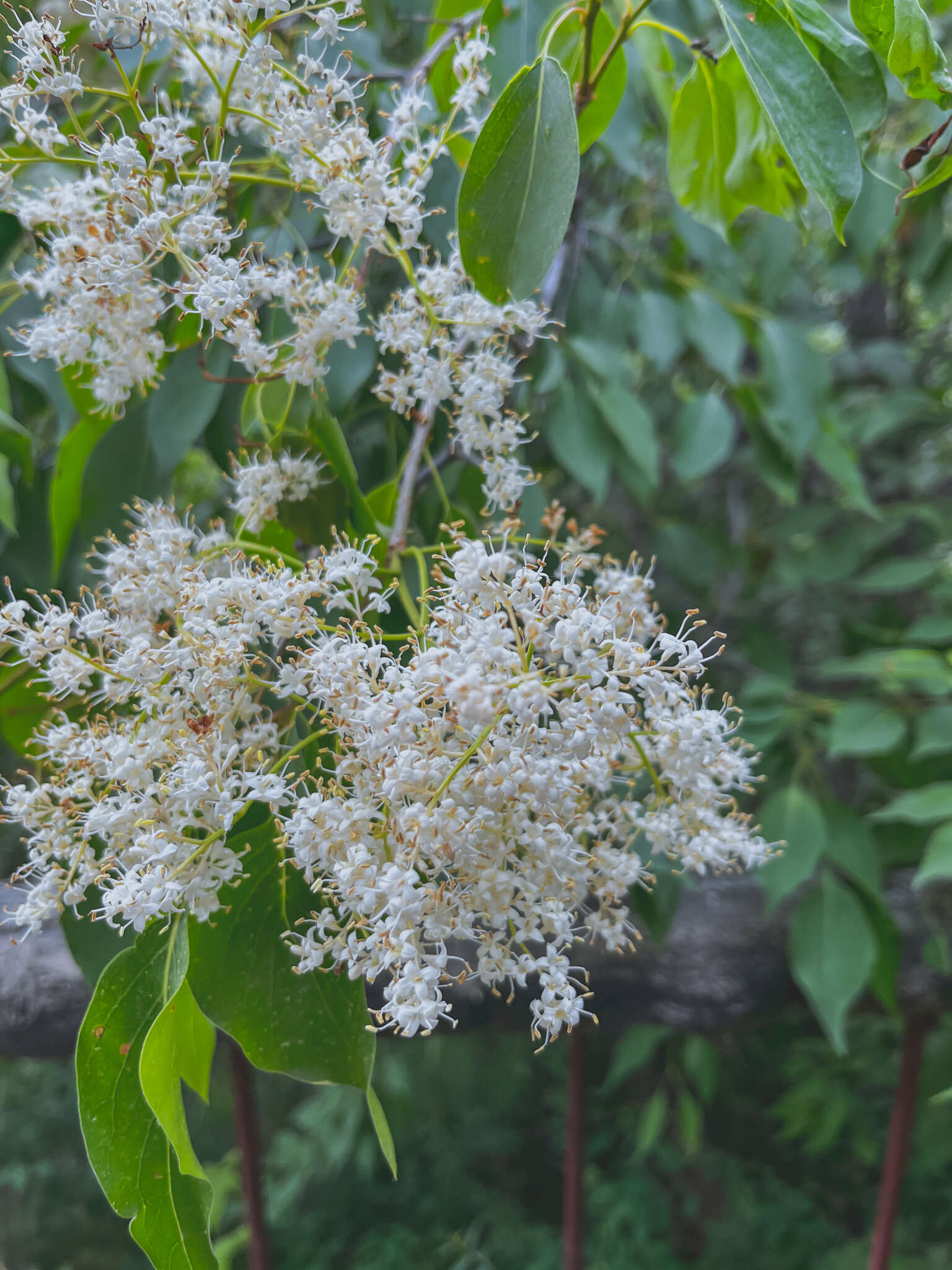 Image of Amur lilac