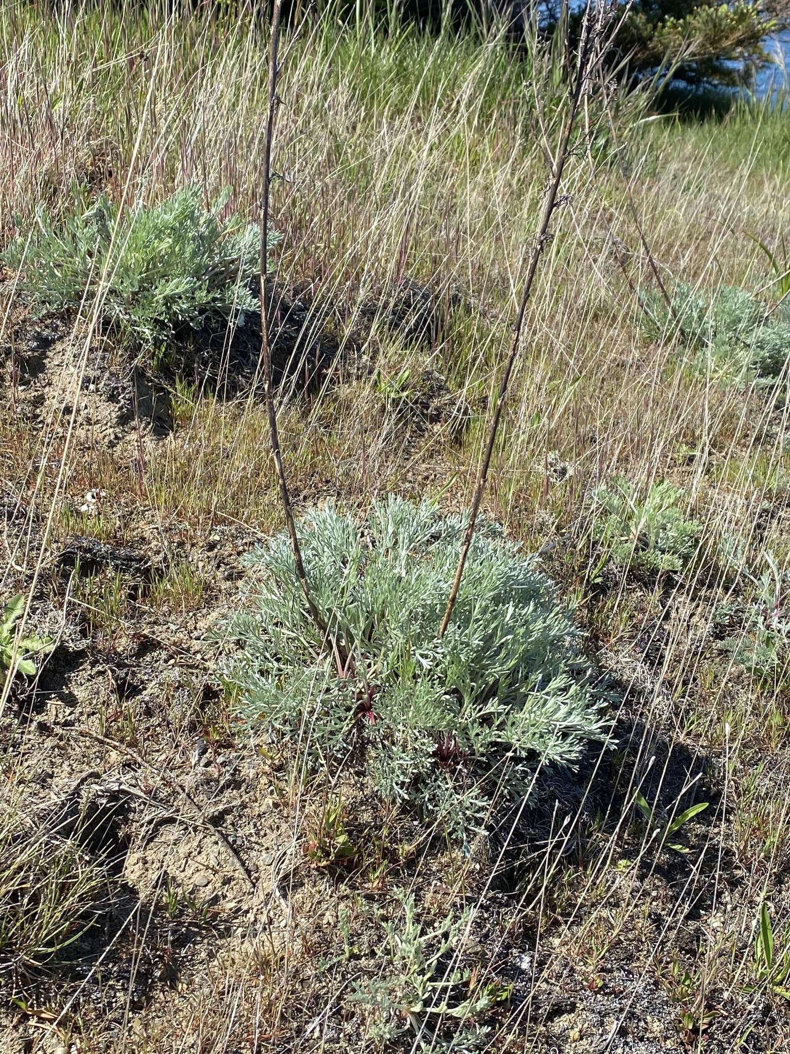 Image of Pacific wormwood