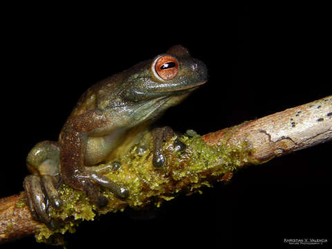 Image of Palmer's Treefrog