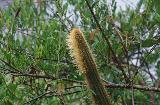 Image of Cleistocactus varispinus F. Ritter