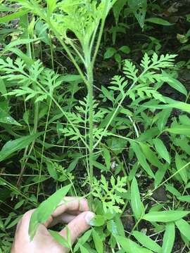 Image of annual ragweed