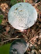 Image of Coker's amanita