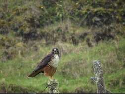 Buteo jamaicensis costaricensis Ridgway 1874 resmi