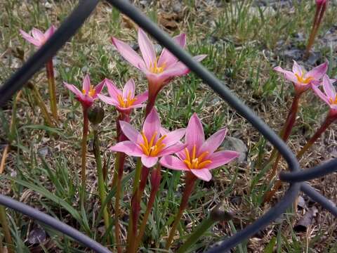 Imagem de Zephyranthes fosteri Traub