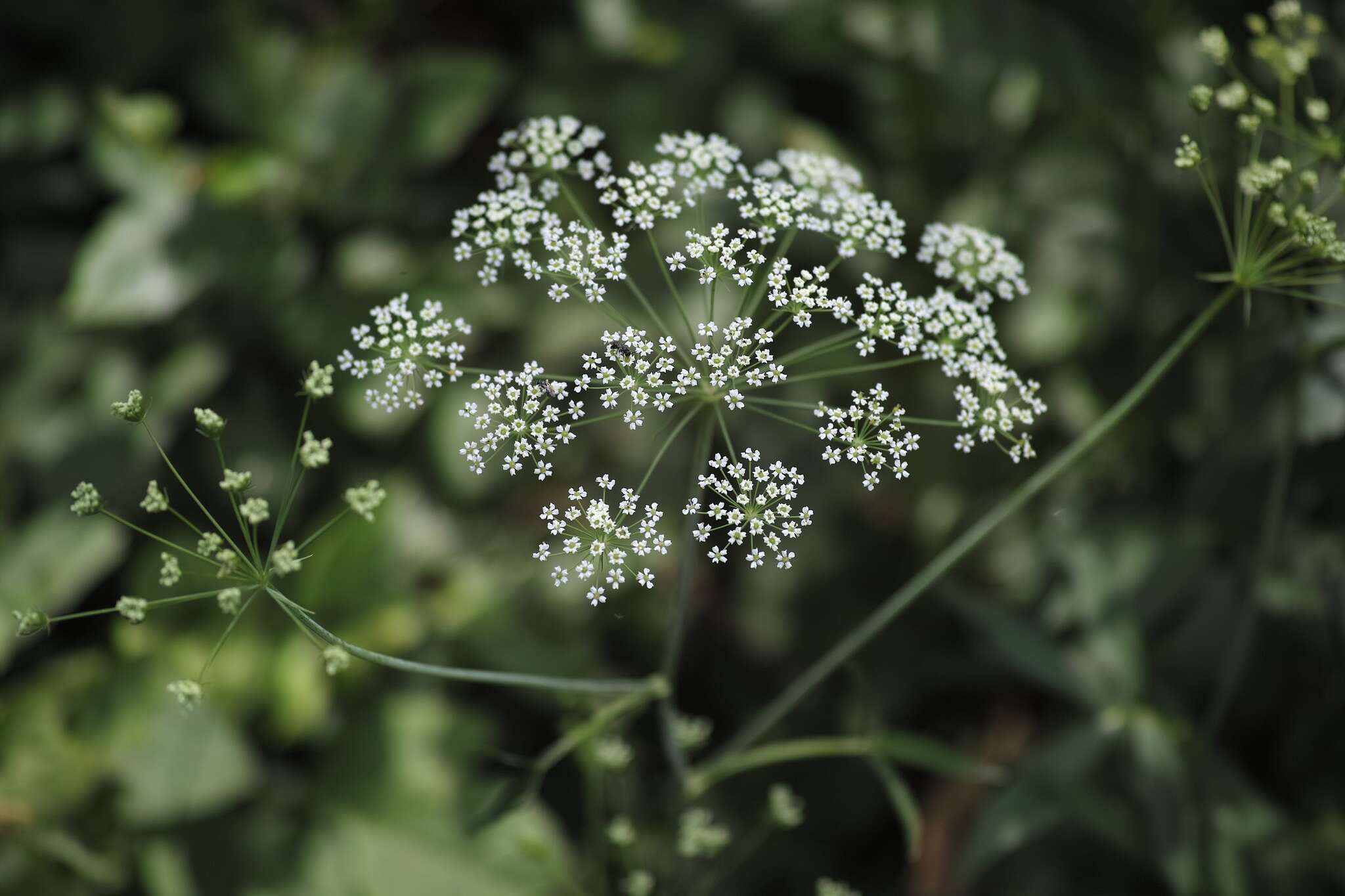 Image of stiff cowbane