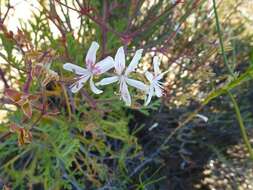 Image of Pelargonium crithmifolium J. E. Sm.