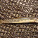 Image of Luther&#39;s spiny loach