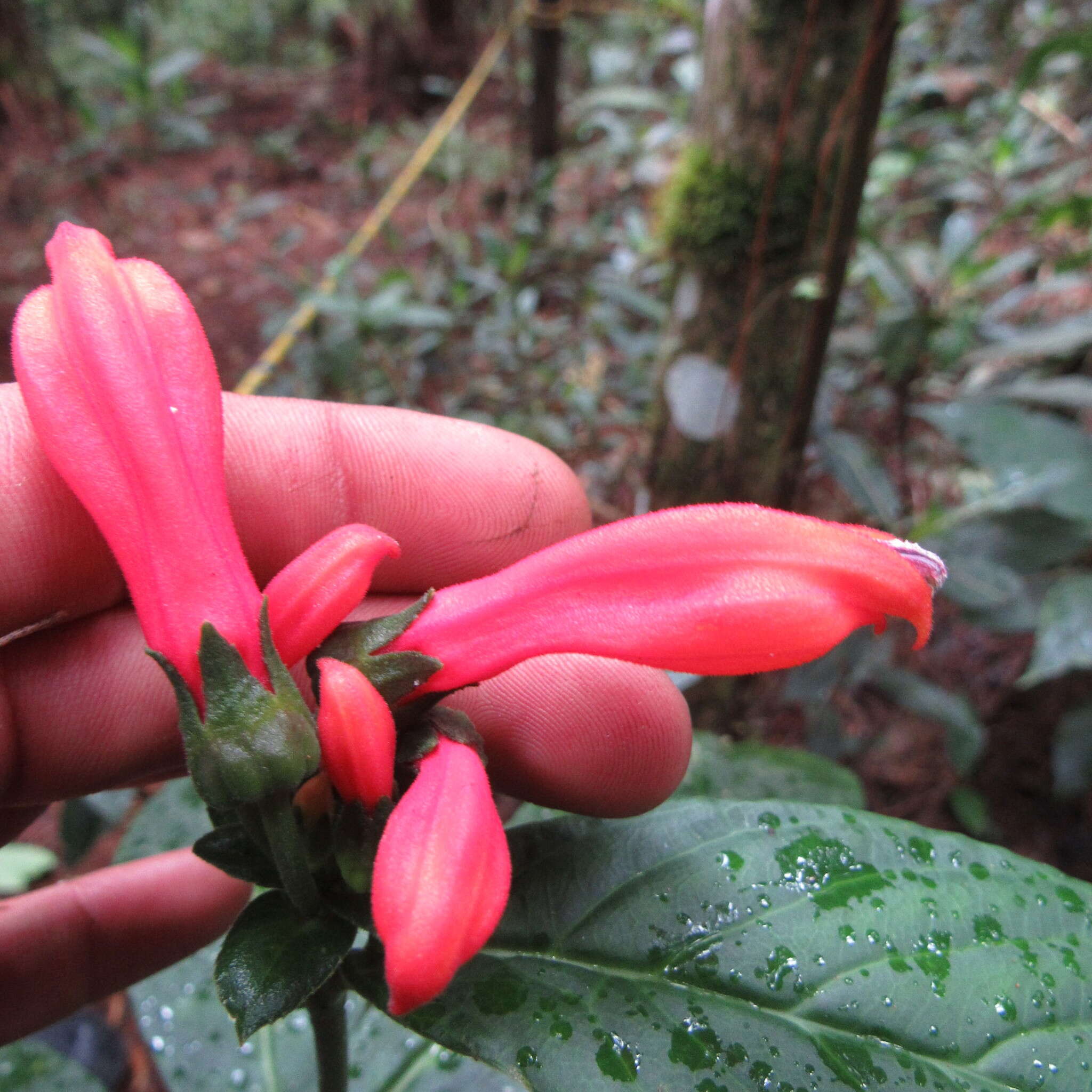 Image of Centropogon vaughianus E. Wimm.