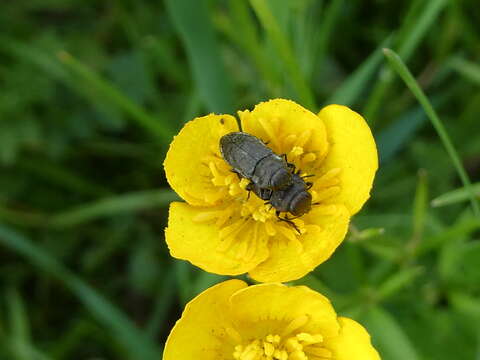 Imagem de Anthaxia quadripunctata (Linnaeus 1758)