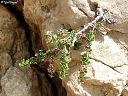 Image of Mountain cherry