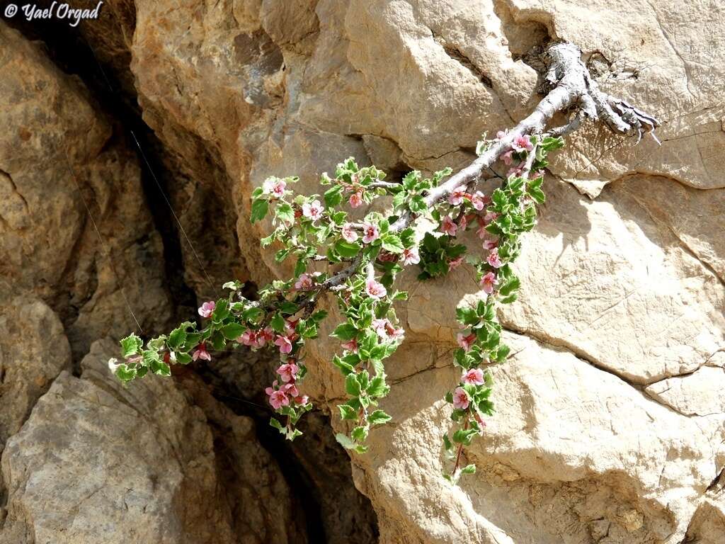 Image of Mountain cherry