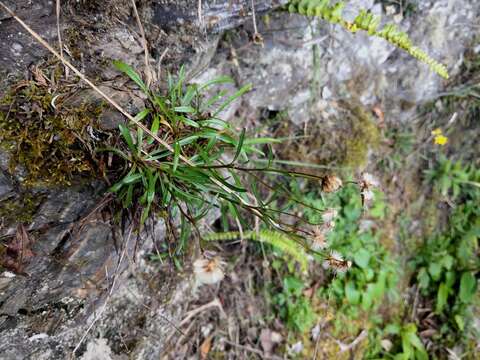 Image of Erigeron morrisonensis Hayata