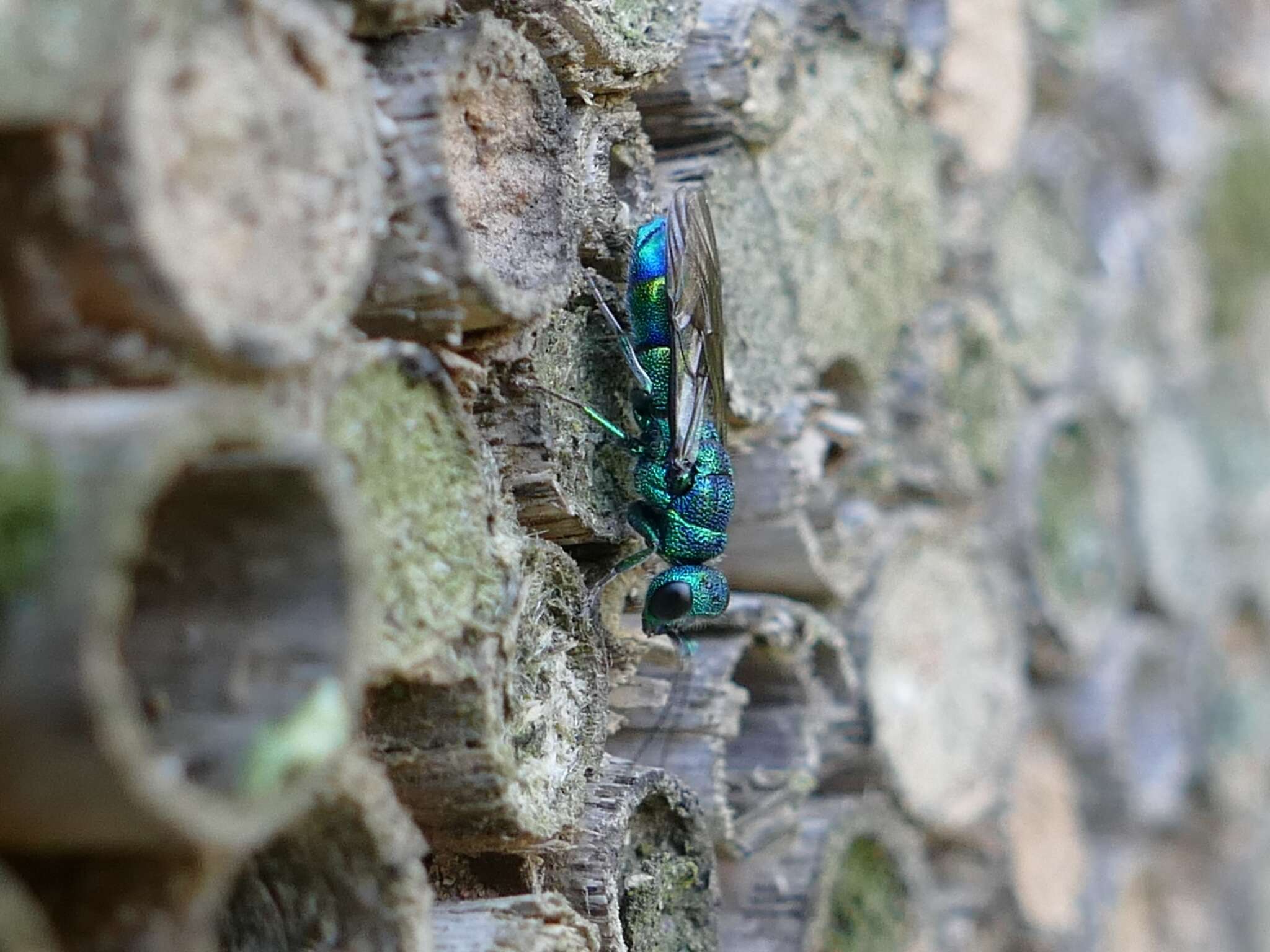 Image of <i>Chrysis iris</i>