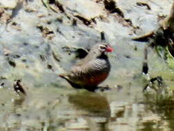 Image of Ortygospiza atricollis digressa Clancey 1958