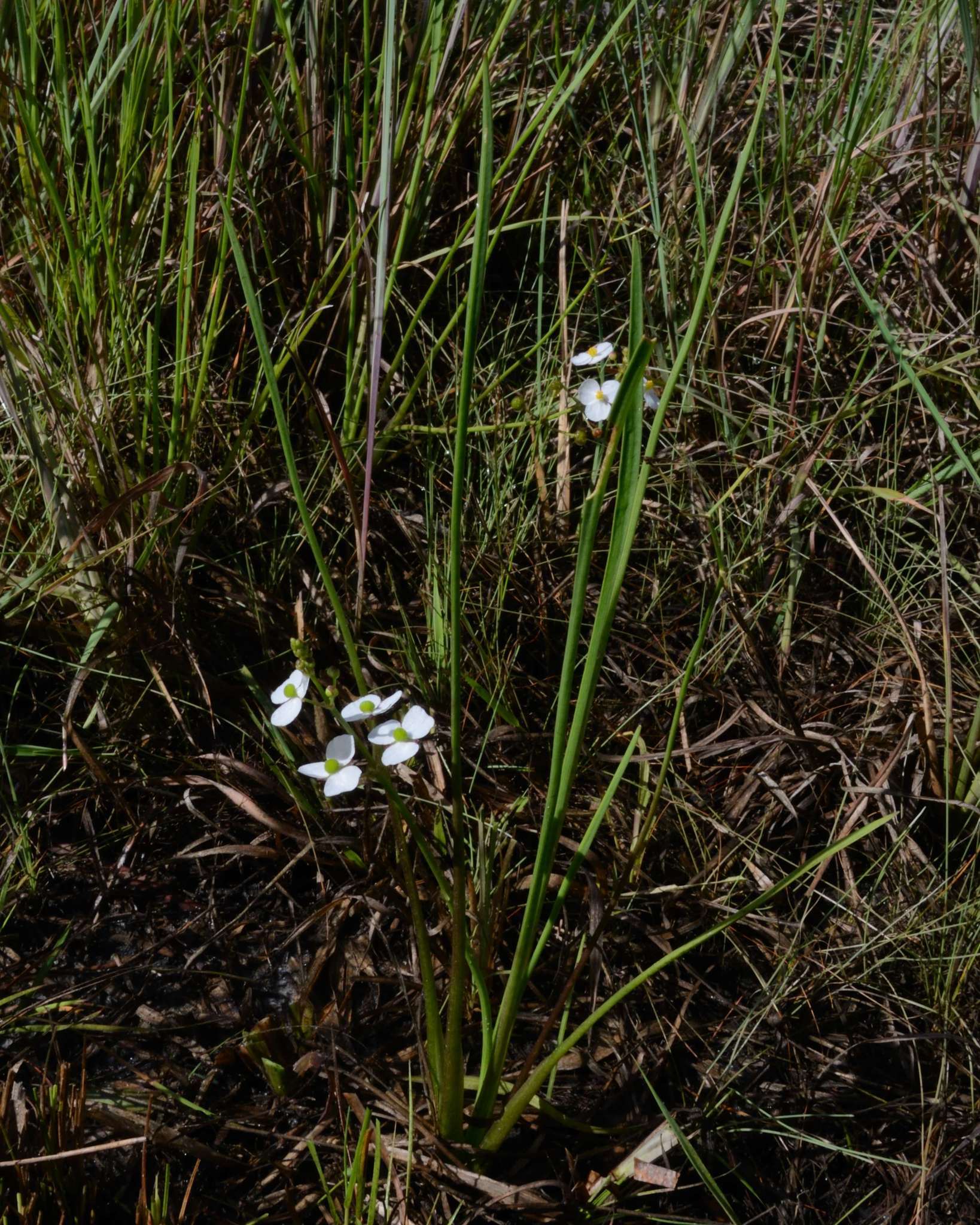 Image of grassy arrowhead