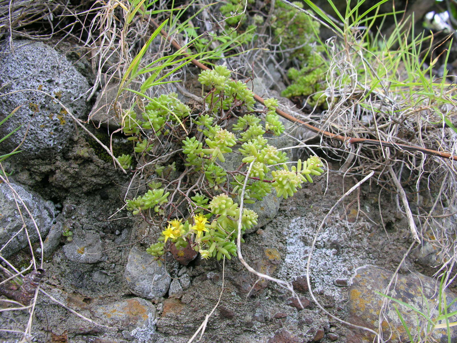 Image of Sedum nudum Ait.