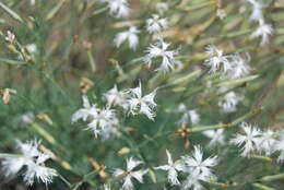 Image of Dianthus volgicus Juzepczuk