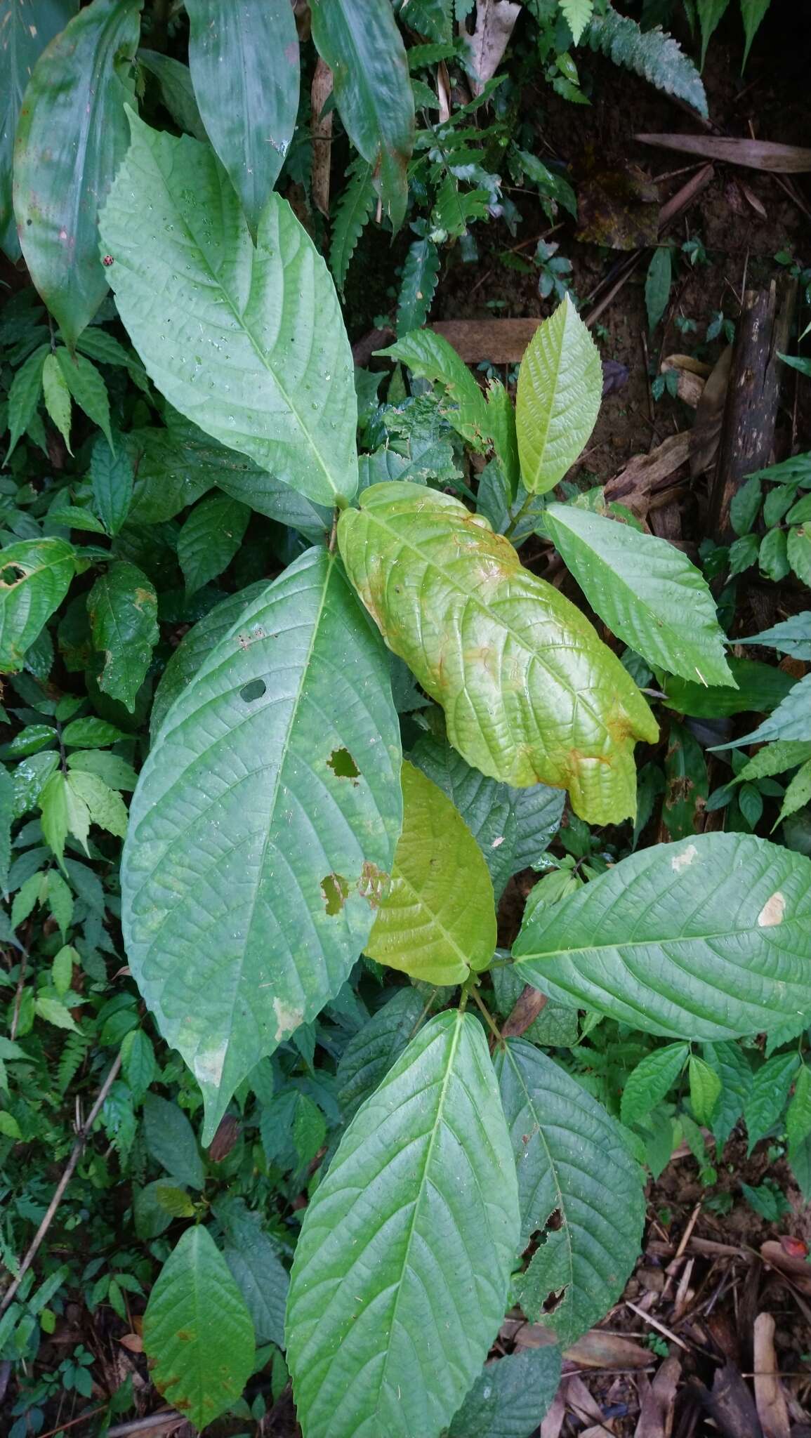 Image of Saurauia tristyla DC.