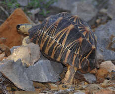 Image of Radiated Tortoise